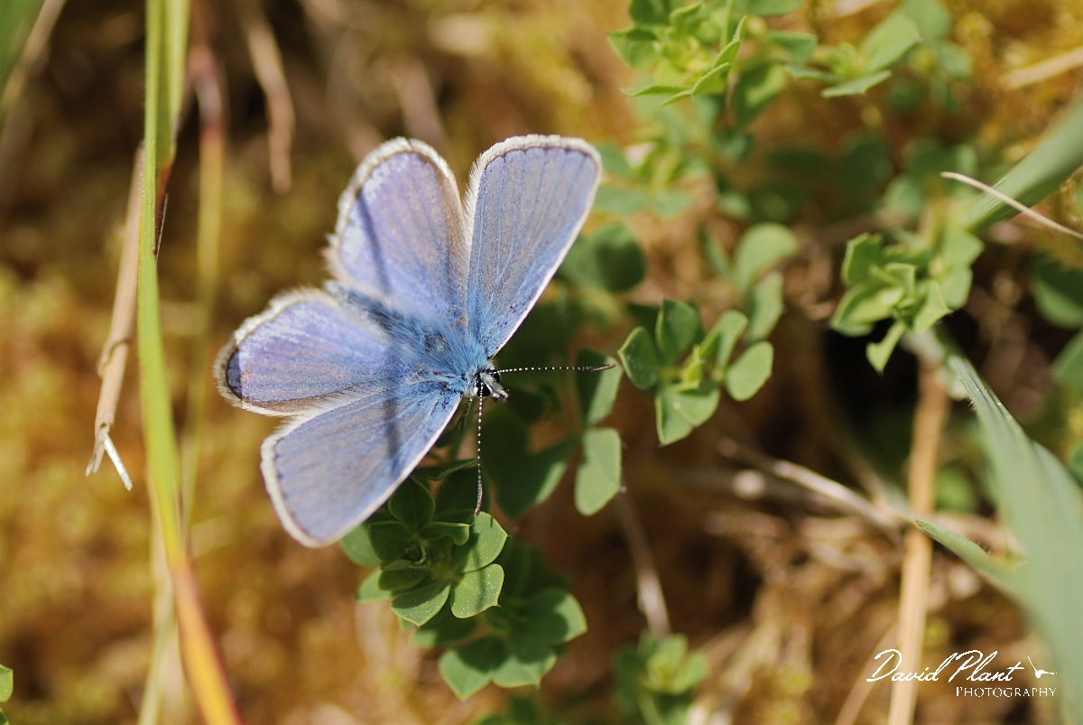 David Plant Photography - Wildlife Photography - Common blue - C.jpg - Common blue, male - Rhondda Cynon Taff