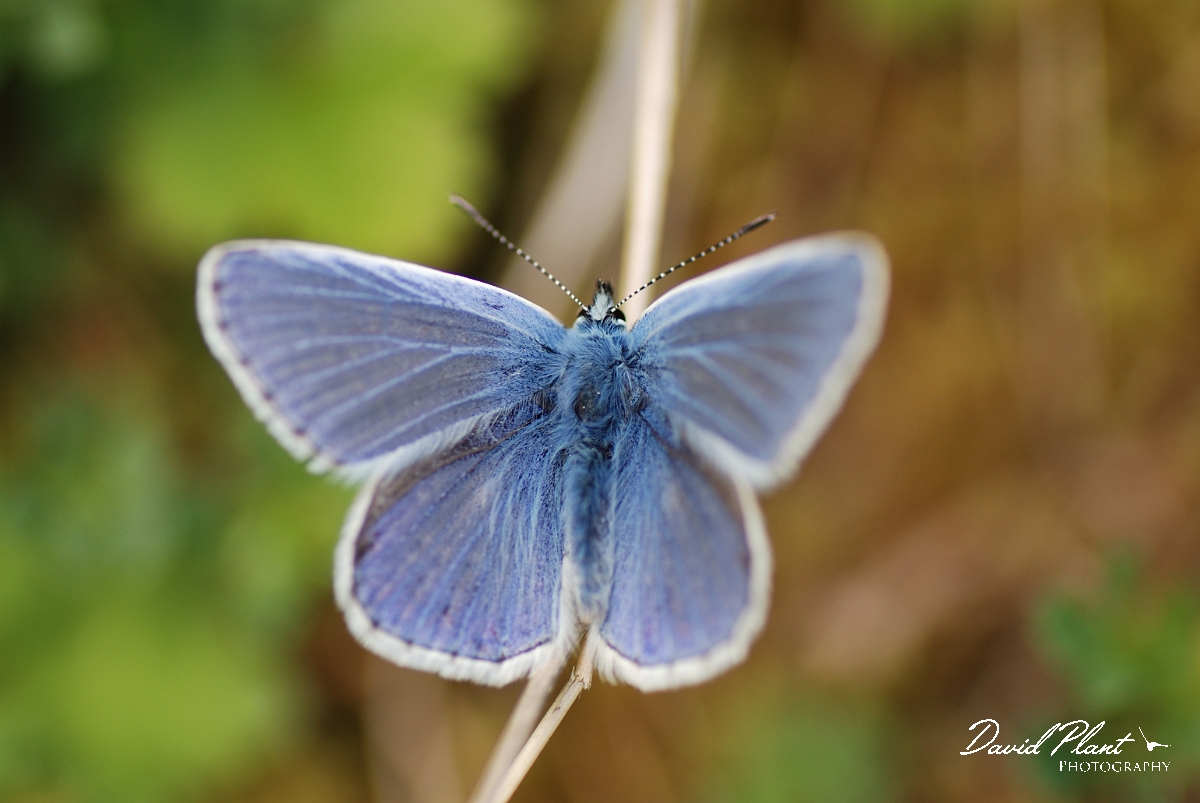 David Plant Photography - Wildlife Photography - Common blue - D.jpg - Common blue, male - Rhondda Cynon Taff