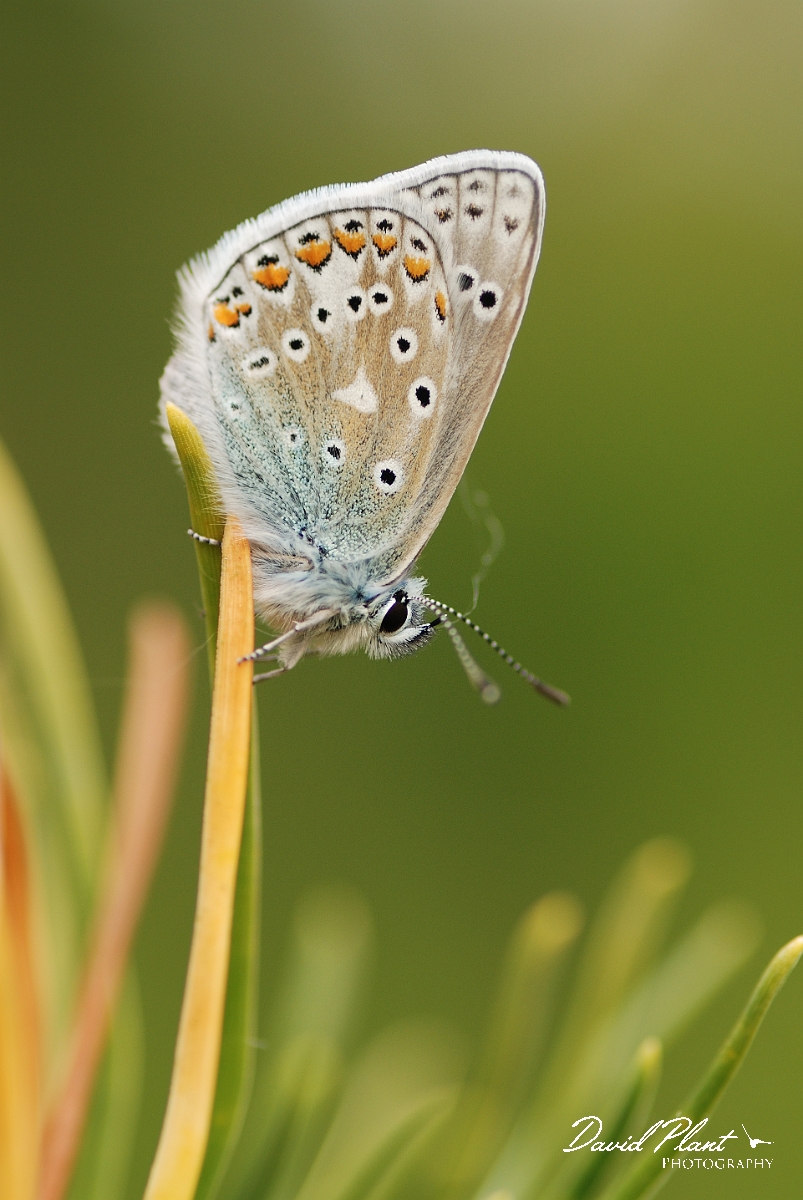 David Plant Photography - Wildlife Photography - Common blue - E.jpg - Common blue, male resting - Rhondda Cynon Taff