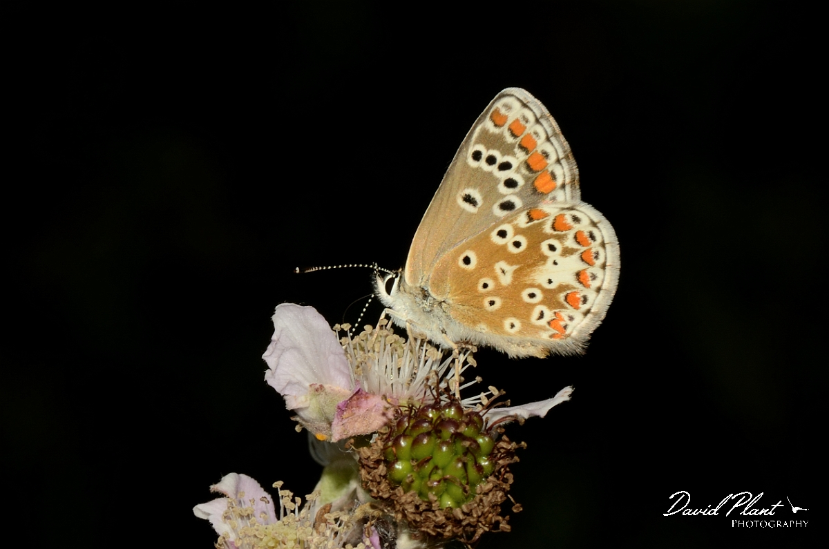 David Plant Photography - Wildlife Photography - Common blue - F.jpg - Common blue - Oxfordshire