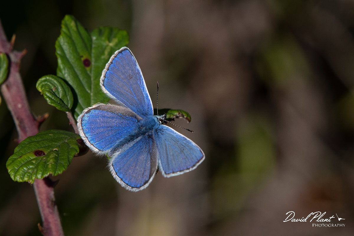 David Plant Photography - Wildlife Photography - Common blue - I.jpg - Common blue - Kent