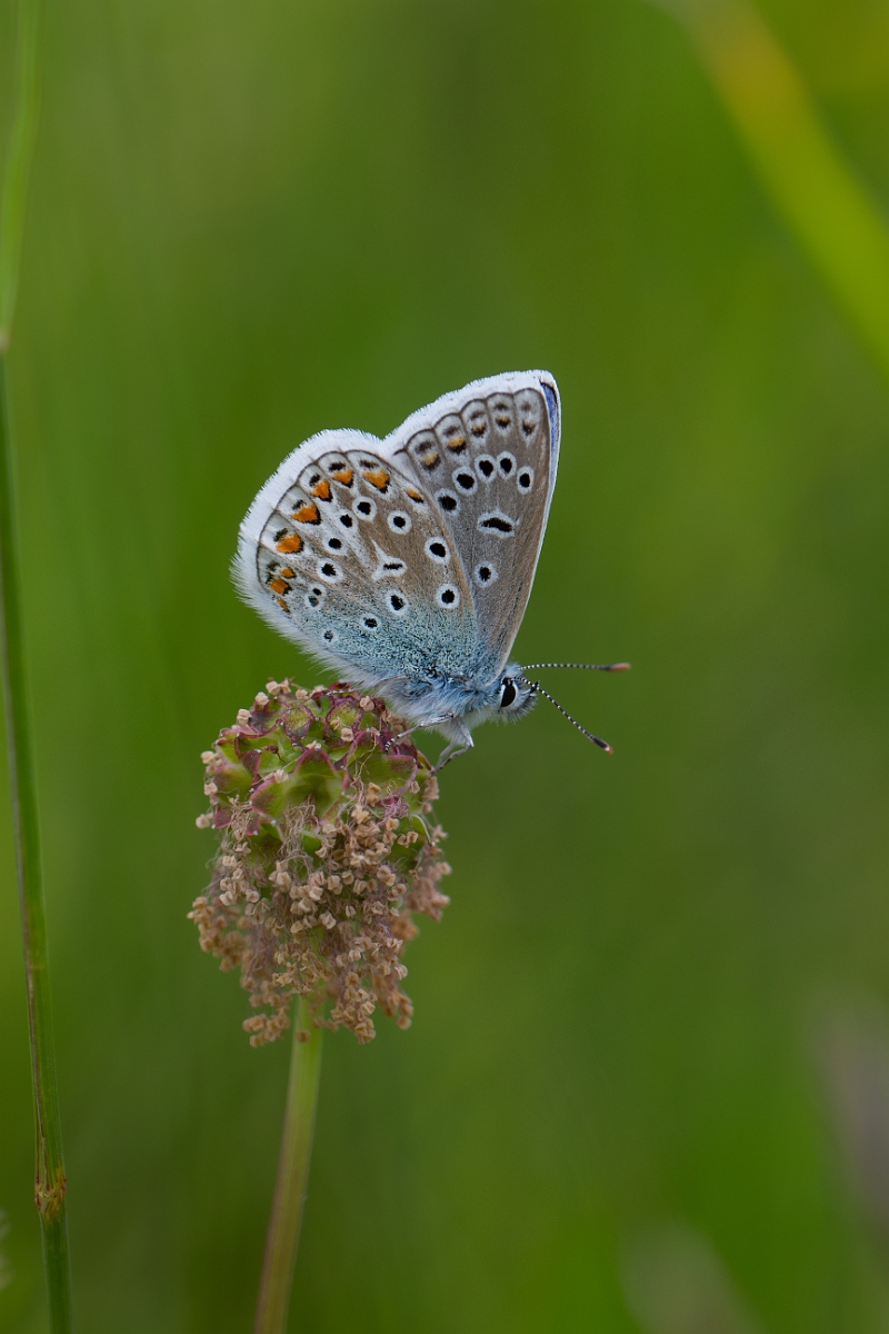 David Plant Photography - Wildlife Photography - Common blue - L.jpg - Common blue - Bedfordshire