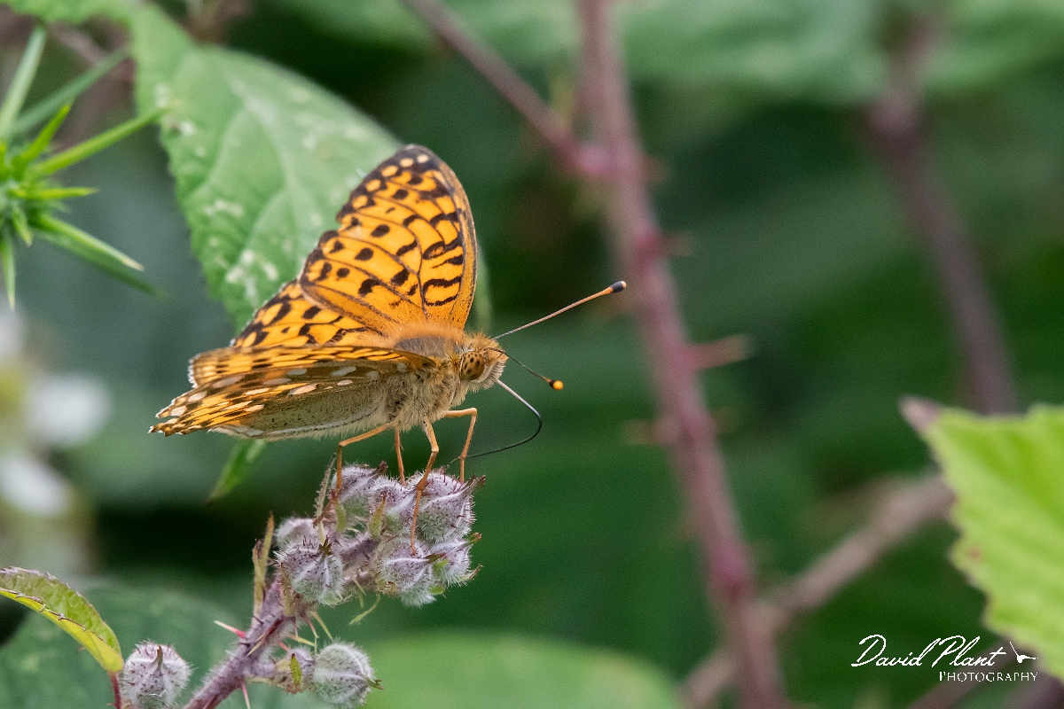 David Plant Photography - Wildlife Photography - Dark green fritillary - D.jpg - Dark green fritillary - Devon