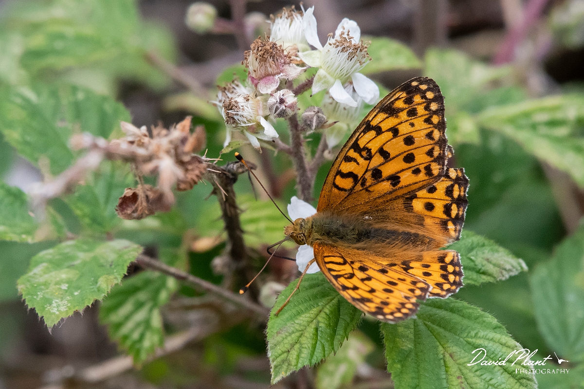 David Plant Photography - Wildlife Photography - Dark green fritillary - E.jpg - Dark green fritillary - Devon