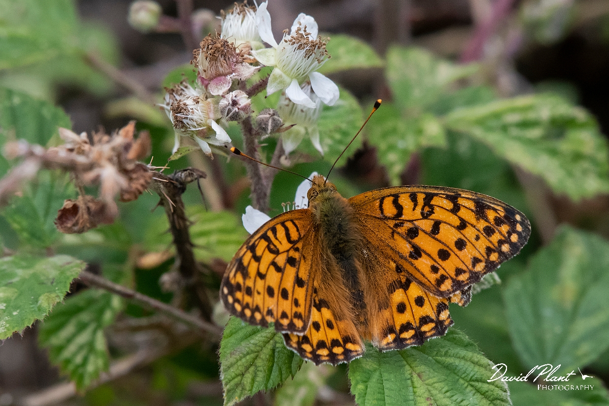 David Plant Photography - Wildlife Photography - Dark green fritillary - F.jpg - Dark green fritillary - Devon