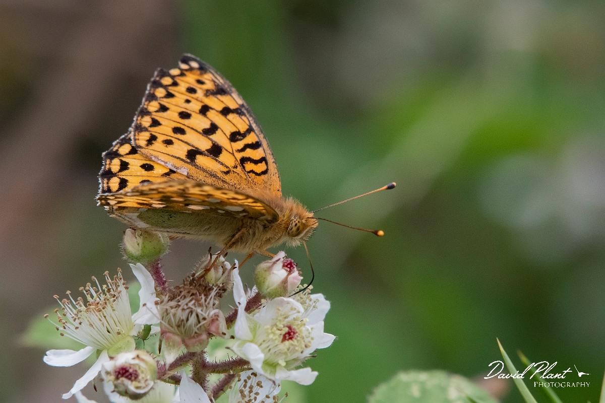 David Plant Photography - Wildlife Photography - Dark green fritillary - G.jpg - Dark green fritillary - Devon