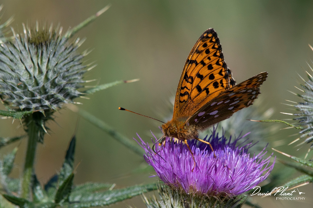David Plant Photography - Wildlife Photography - Dark green fritillary - K.jpg - Dark green fritillary - Highlands