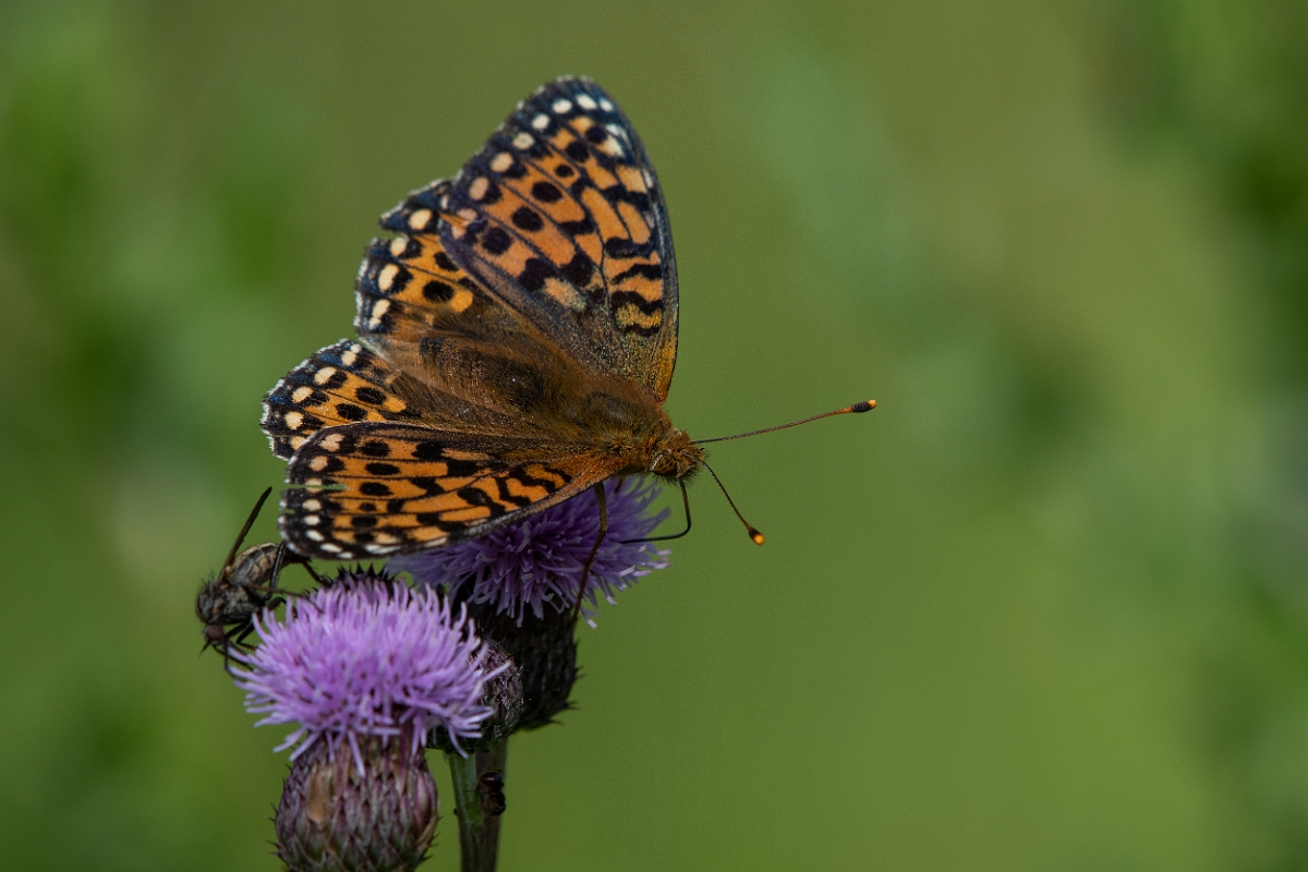 David Plant Photography - Wildlife Photography - Dark green fritillary - M.JPG - Dark green fritillary - Inverness-shire