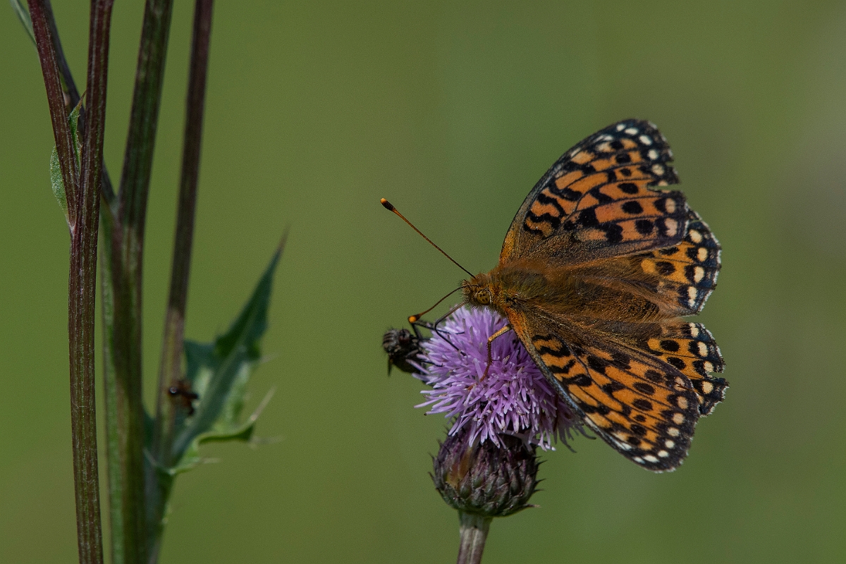 David Plant Photography - Wildlife Photography - Dark green fritillary - N.JPG - Dark green fritillary - Inverness-shire