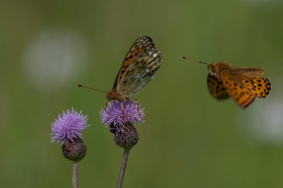 David Plant Photography - Wildlife Photography - Dark green fritillary - O.JPG - Dark green fritillary - Inverness-shire