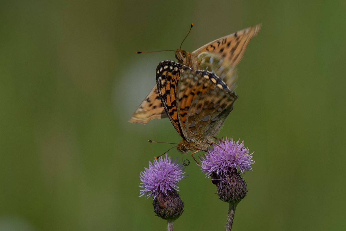 David Plant Photography - Wildlife Photography - Dark green fritillary - P.JPG - Dark green fritillary - Inverness-shire