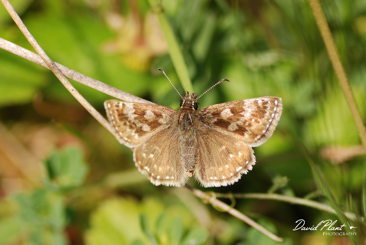 David Plant Photography - Wildlife Photography - Dingy skipper - B.jpg - Dingy skipper - Rhondda Cynon Taff