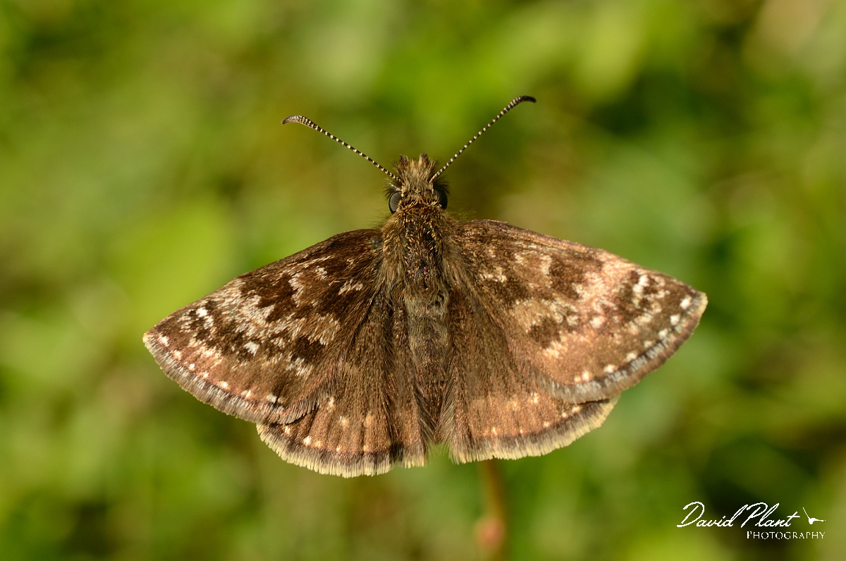 David Plant Photography - Wildlife Photography - Dingy skipper - C.jpg - Dingy skipper - Buckinghamshire