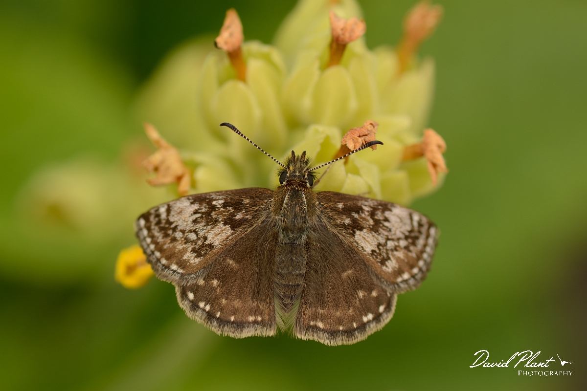 David Plant Photography - Wildlife Photography - Dingy skipper - D.jpg - Dingy skipper - Bedfordshire