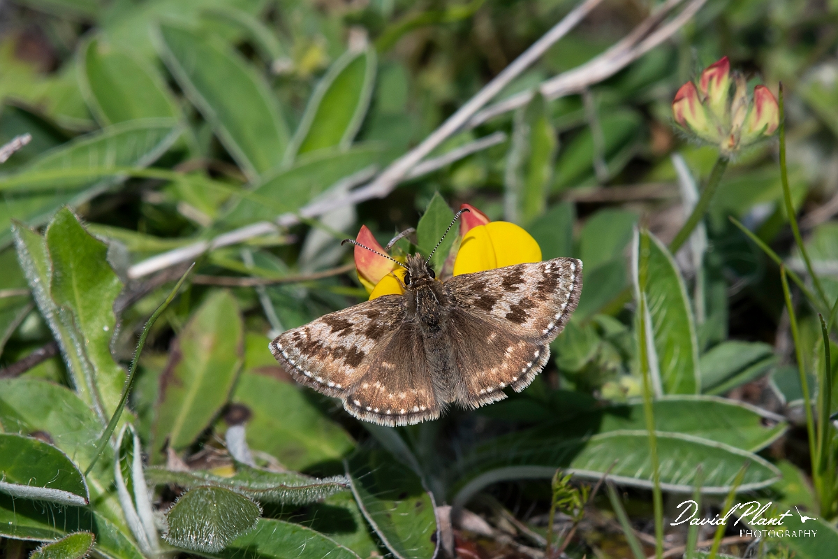 David Plant Photography - Wildlife Photography - Dingy skipper - E.jpg - Dingy skipper - Buckinghamshire