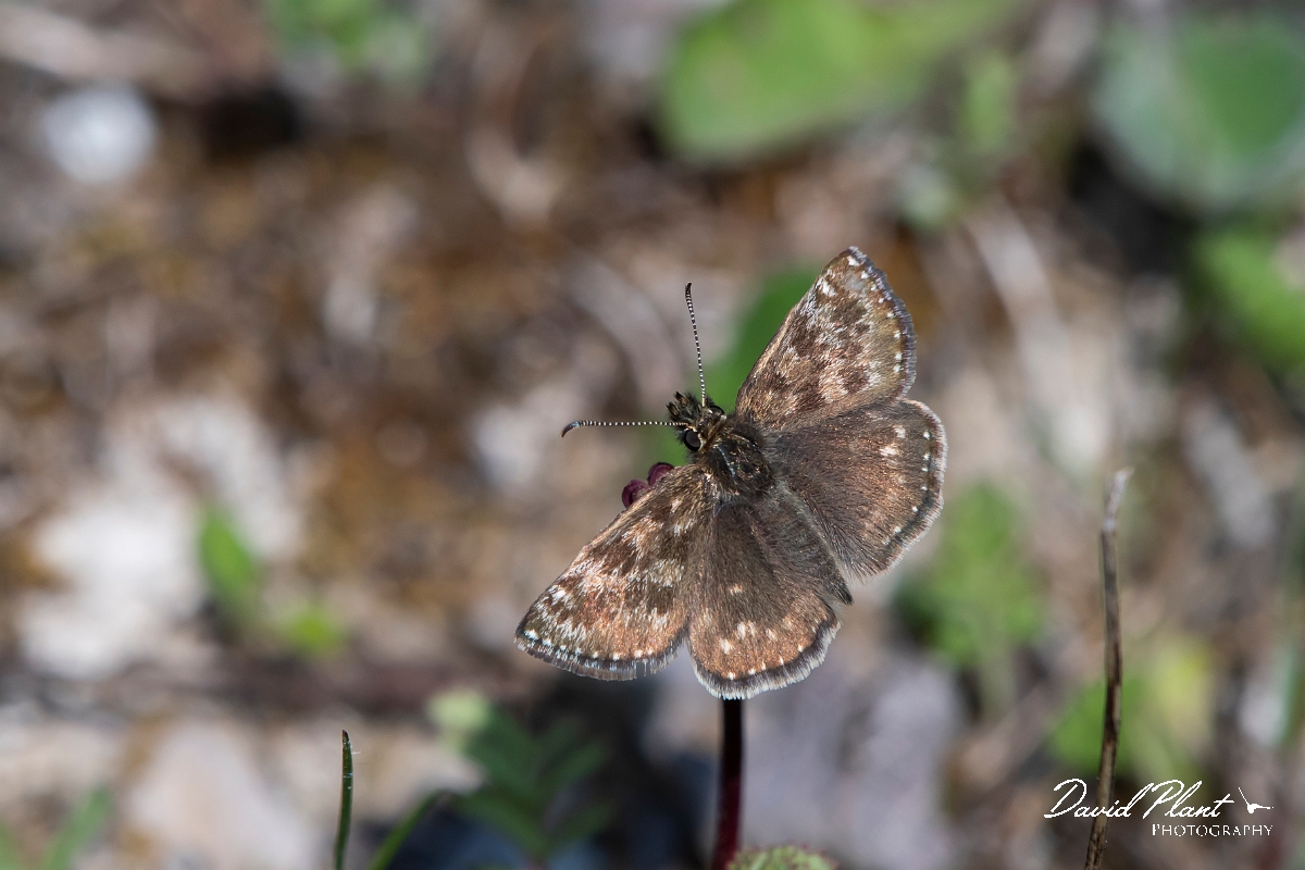 David Plant Photography - Wildlife Photography - Dingy skipper - F.jpg - Dingy skipper - Buckinghamshire