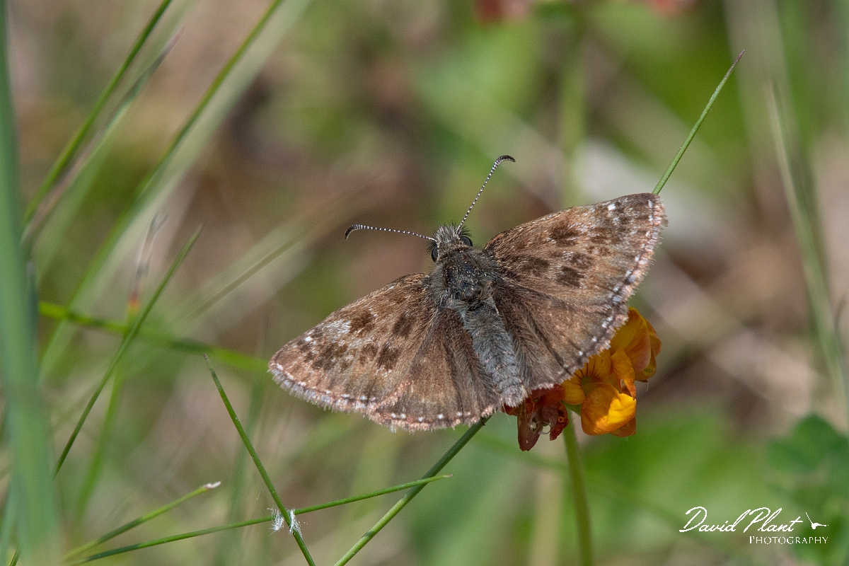 David Plant Photography - Wildlife Photography - Dingy skipper - H.jpg - Dingy skipper - Croydon
