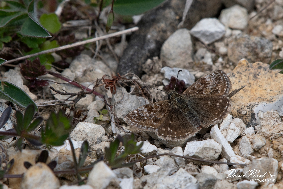David Plant Photography - Wildlife Photography - Dingy skipper - I.jpg - Dingy skipper - Croydon