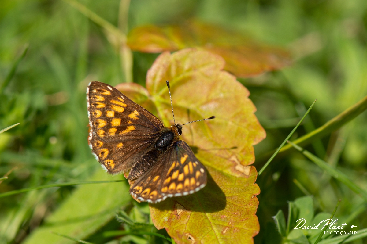David Plant Photography - Wildlife Photography - Duke of Burgundy - A.jpg - Duke of Burgundy - Bedfordshire