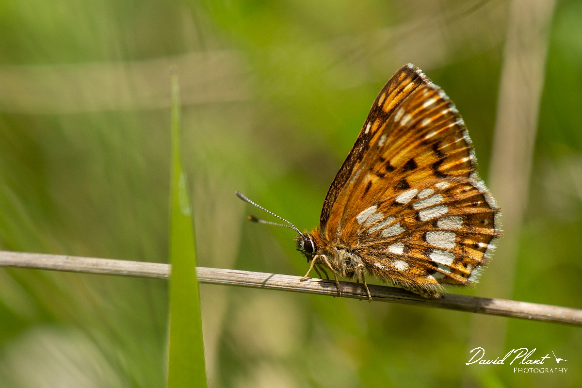 David Plant Photography - Wildlife Photography - Duke of Burgundy - C.jpg - Duke of Burgundy - Bedfordshire
