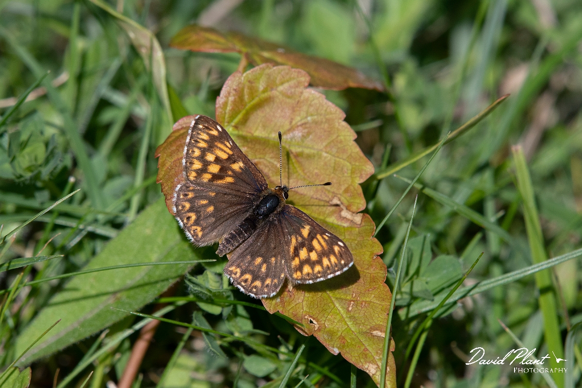 David Plant Photography - Wildlife Photography - Duke of Burgundy - D.jpg - Duke of Burgundy - Bedfordshire
