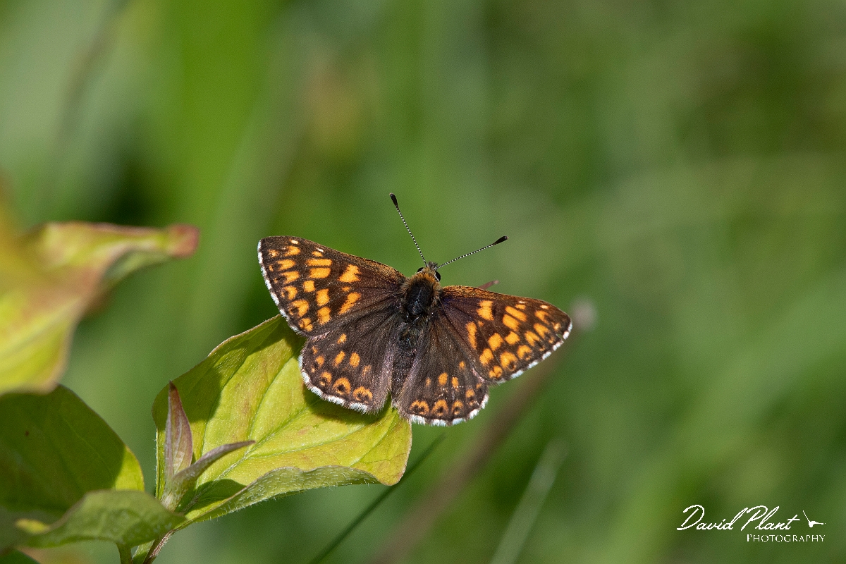 David Plant Photography - Wildlife Photography - Duke of Burgundy - F.jpg - Duke of Burgundy - Bedfordshire
