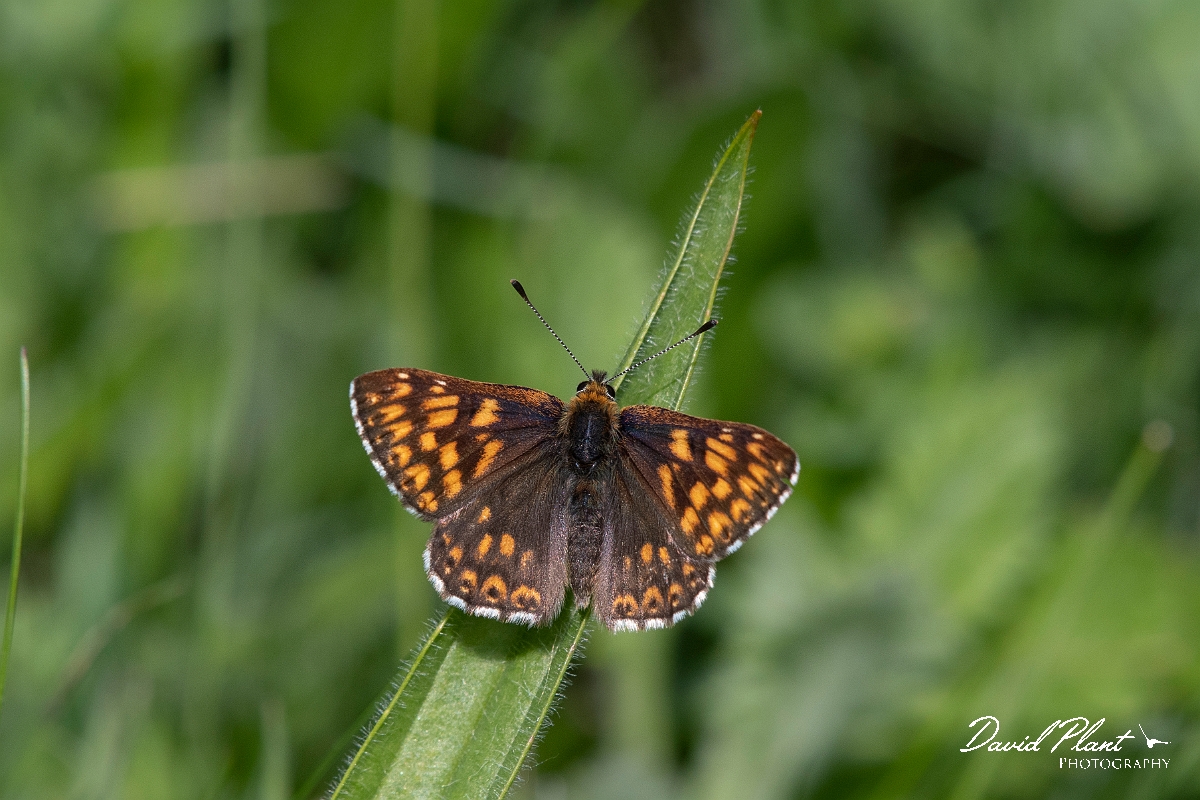 David Plant Photography - Wildlife Photography - Duke of Burgundy - H.jpg - Duke of Burgundy - Bedfordshire