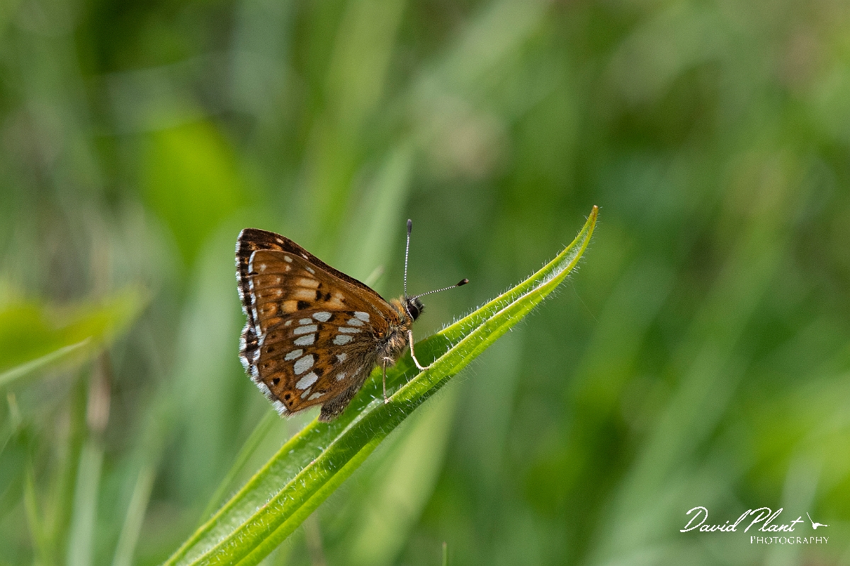 David Plant Photography - Wildlife Photography - Duke of Burgundy - I.jpg - Duke of Burgundy - Bedfordshire