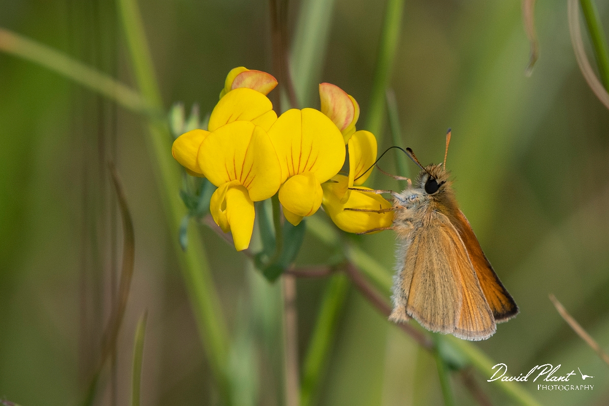 David Plant Photography - Wildlife Photography - Essex skipper - B.jpg - Essex skipper - Essex
