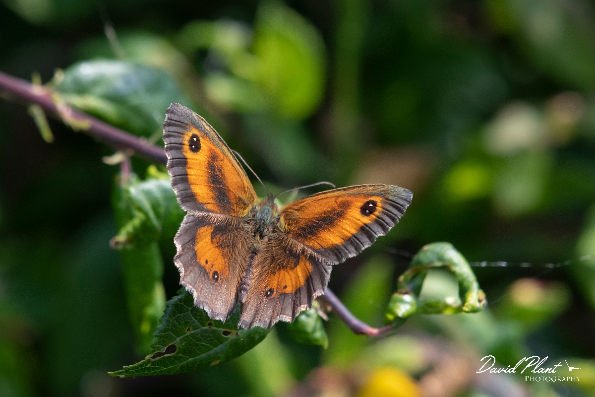 David Plant Photography - Wildlife Photography - Gatekeeper - C.jpg - Gatekeeper - Essex