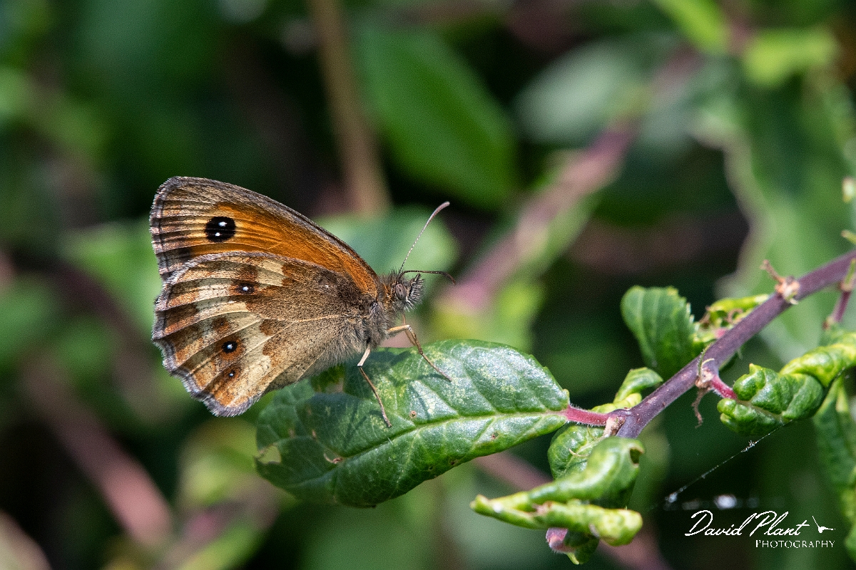 David Plant Photography - Wildlife Photography - Gatekeeper - D.jpg - Gatekeeper - Essex