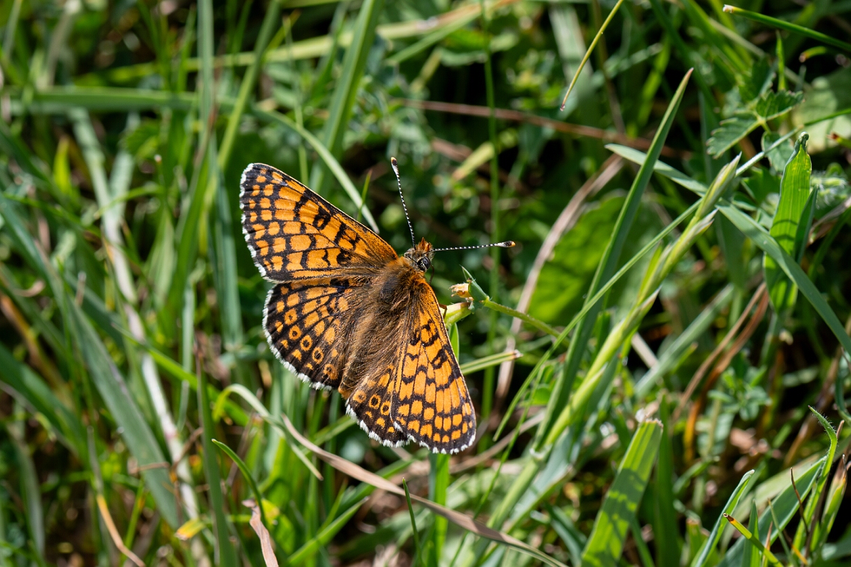 David Plant Photography - Wildlife Photography - Glanville fritillary - A.jpg - Glanville fritillary, Melitaea cinxia - Wiltshire