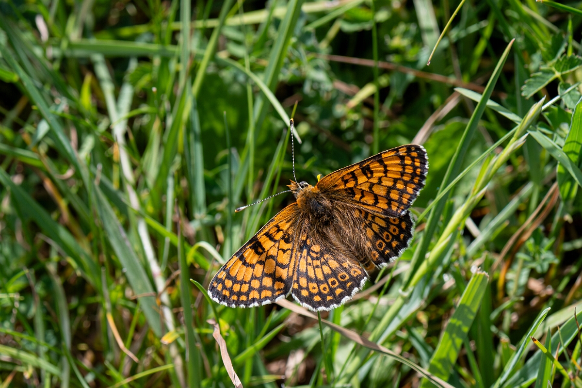 David Plant Photography - Wildlife Photography - Glanville fritillary - B.jpg - Glanville fritillary, Melitaea cinxia - Wiltshire