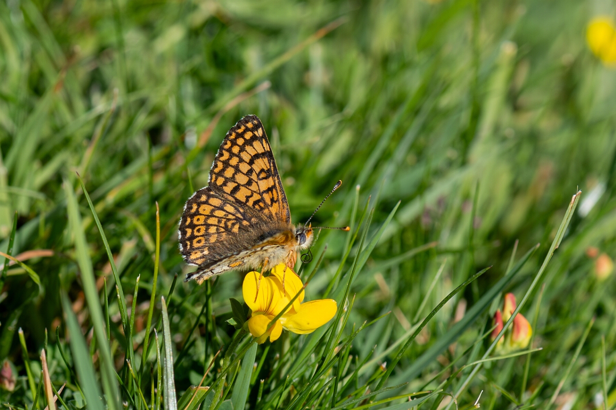 David Plant Photography - Wildlife Photography - Glanville fritillary - C.jpg - Glanville fritillary, Melitaea cinxia - Wiltshire