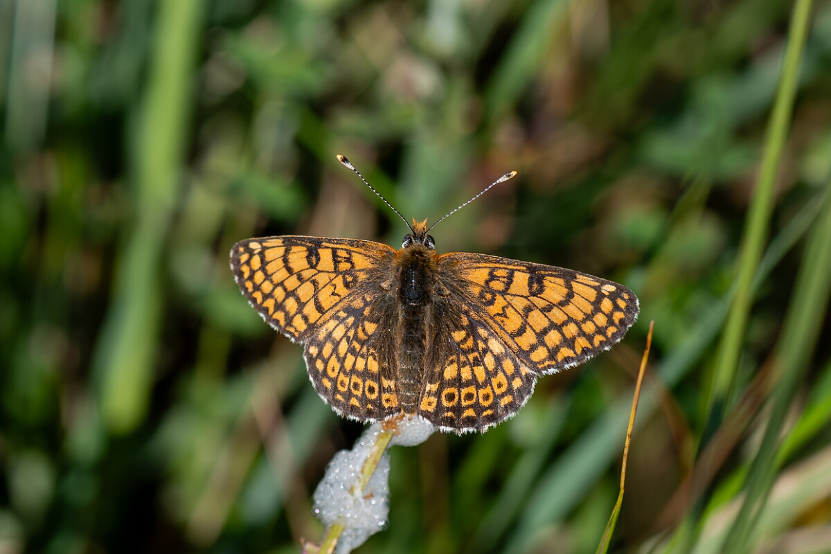 David Plant Photography - Wildlife Photography - Glanville fritillary - D.jpg - Glanville fritillary, Melitaea cinxia - Wiltshire