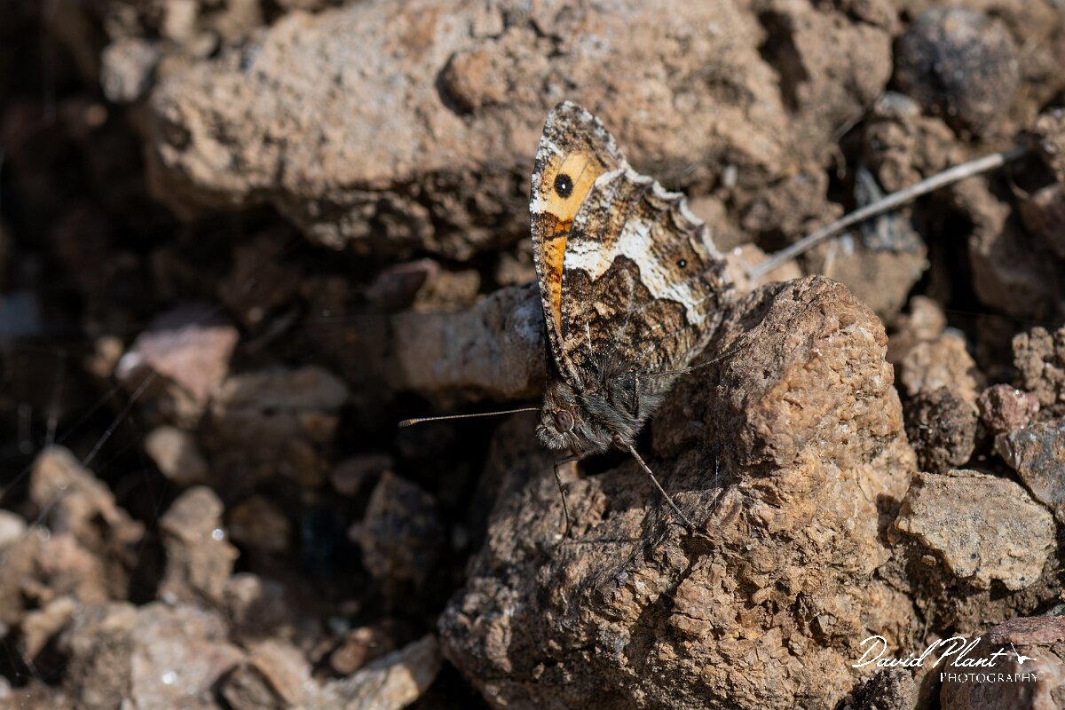 David Plant Photography - Wildlife Photography - Grayling, Hipparchia semele thyone - B.jpg - Grayling, Hipparchia semele thyone - Conwy