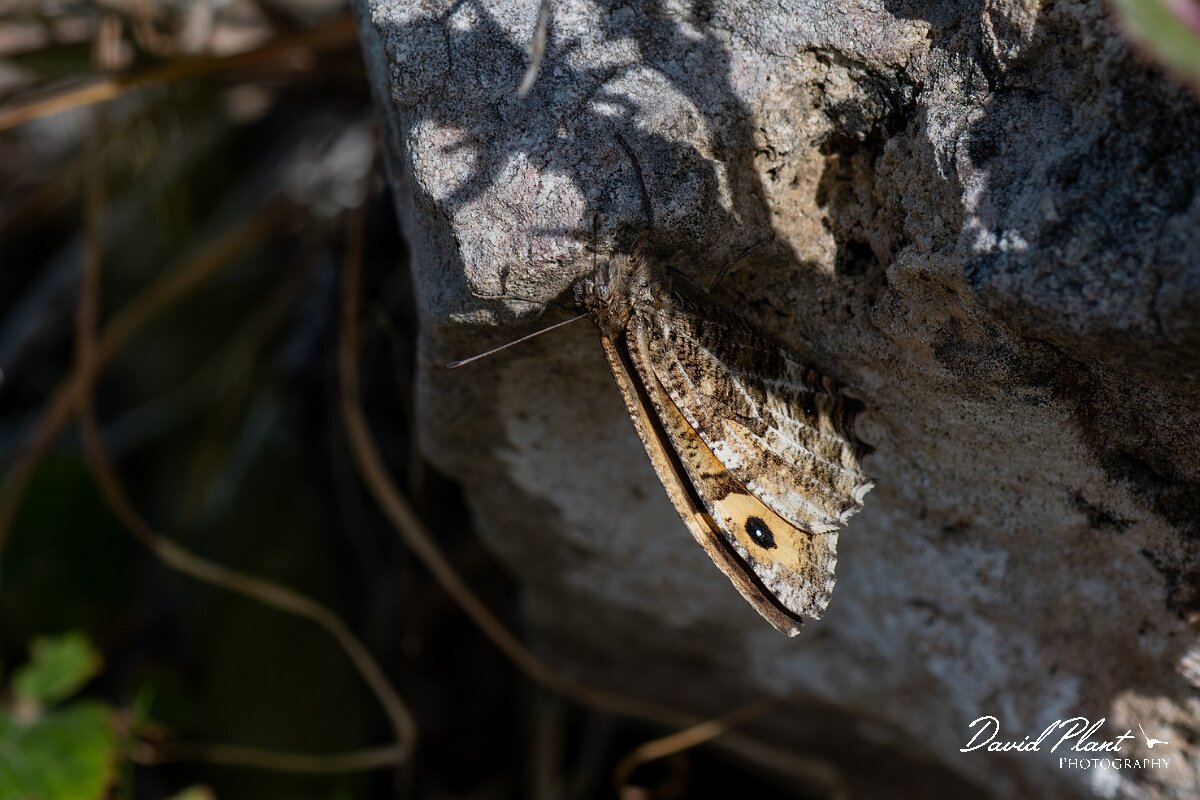 David Plant Photography - Wildlife Photography - Grayling, Hipparchia semele thyone - D.jpg - Grayling, Hipparchia semele thyone - Conwy