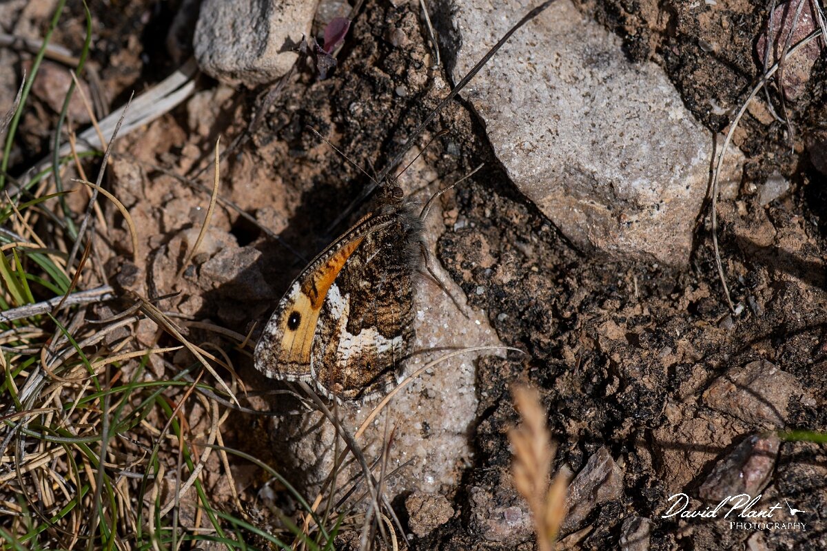 David Plant Photography - Wildlife Photography - Grayling, Hipparchia semele thyone - E.jpg - Grayling, Hipparchia semele thyone - Conwy
