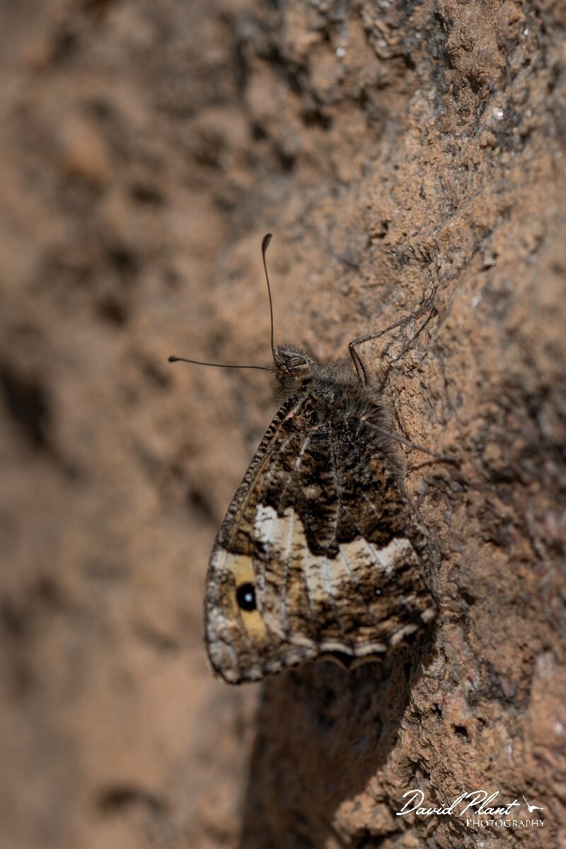 David Plant Photography - Wildlife Photography - Grayling, Hipparchia semele thyone - H.jpg - Grayling, Hipparchia semele thyone - Conwy