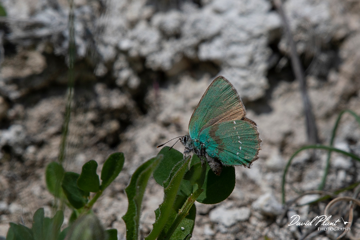 David Plant Photography - Wildlife Photography - Green hairstreak - D.jpg - Green hairstreak - Buckinghamshire