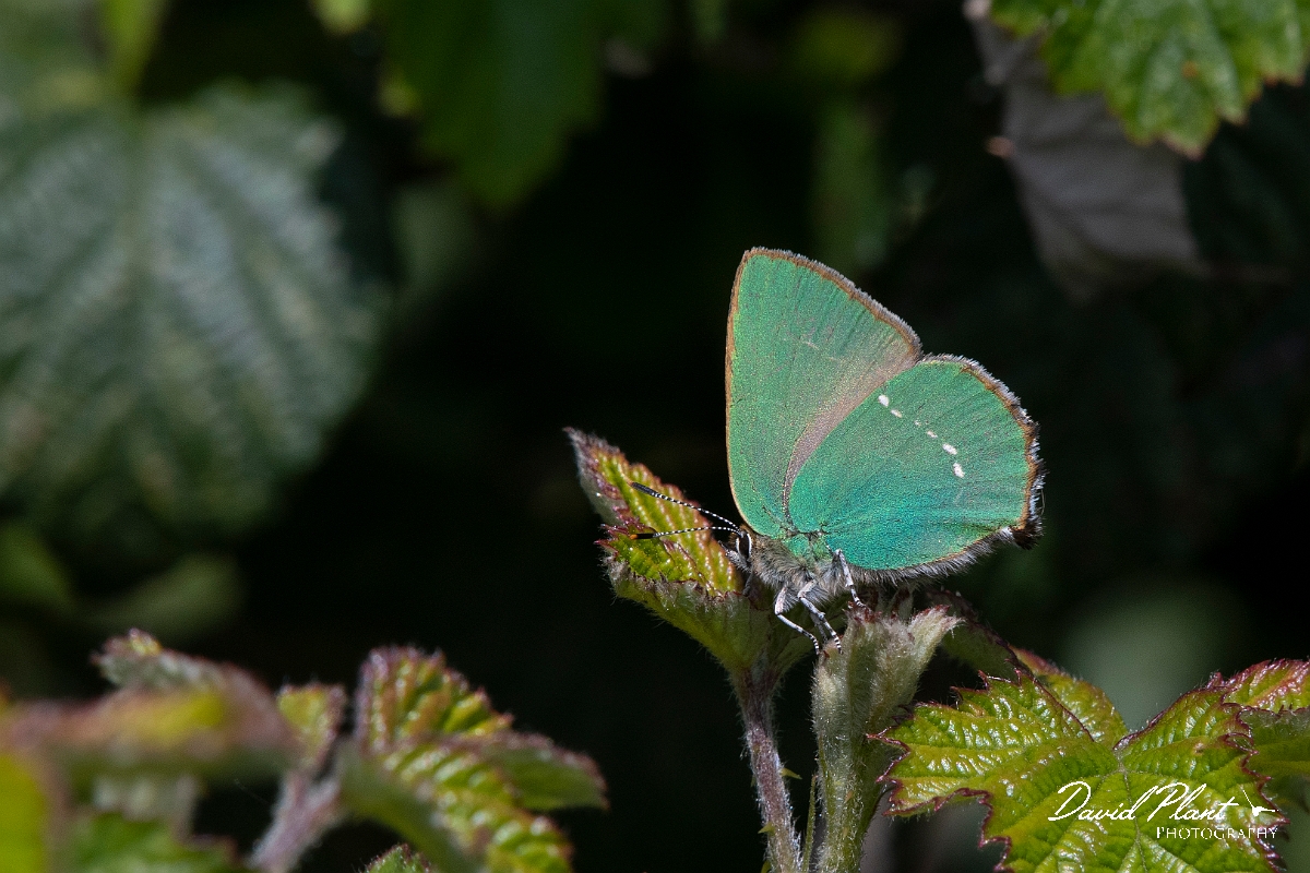 David Plant Photography - Wildlife Photography - Green hairstreak - E.jpg - Green hairstreak - Kent