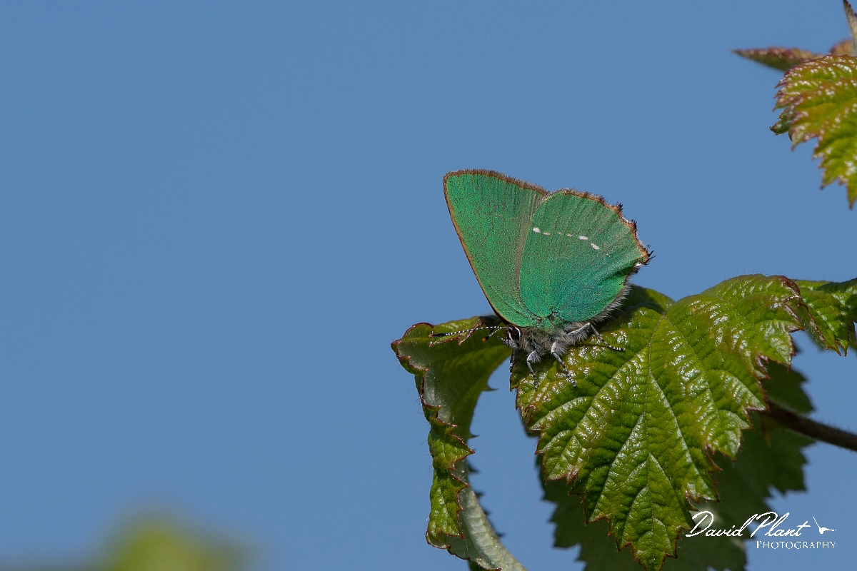 David Plant Photography - Wildlife Photography - Green hairstreak - F.jpg - Green hairstreak - Kent