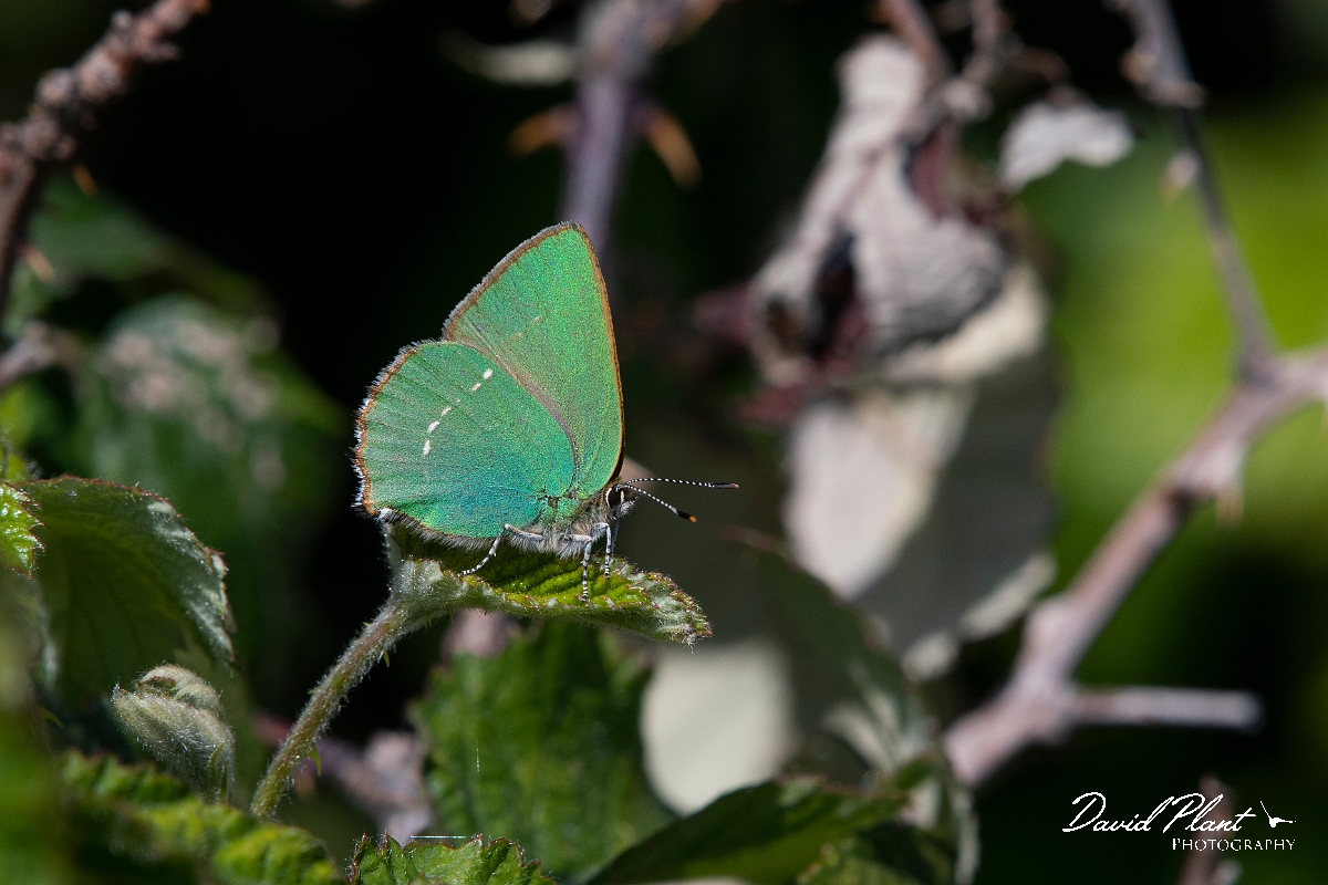David Plant Photography - Wildlife Photography - Green hairstreak - G.jpg - Green hairstreak - Kent