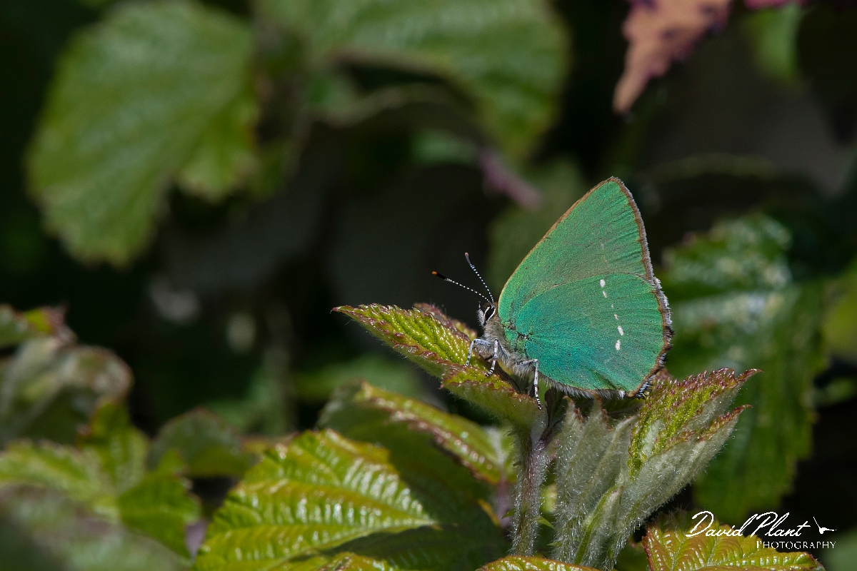 David Plant Photography - Wildlife Photography - Green hairstreak - H.jpg - Green hairstreak - Kent