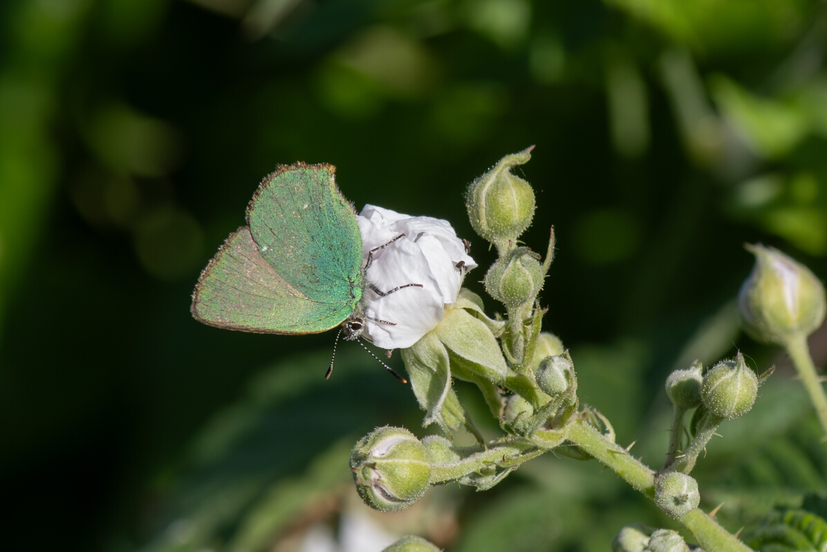 David Plant Photography - Wildlife Photography - Green hairstreak - I.jpg - Green hairstreak, Callophrys rubi - Wiltshire