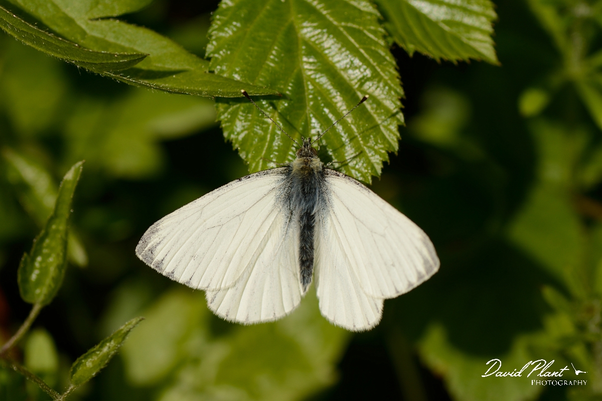 David Plant Photography - Wildlife Photography - Green-veined white - B.jpg - Green-veined white - Bedfordshire