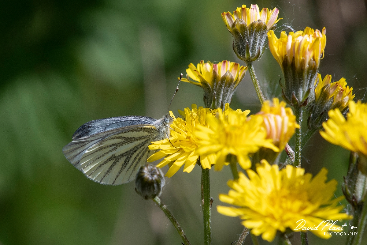 David Plant Photography - Wildlife Photography - Green-veined white - C.jpg - Green-veined white - Kent
