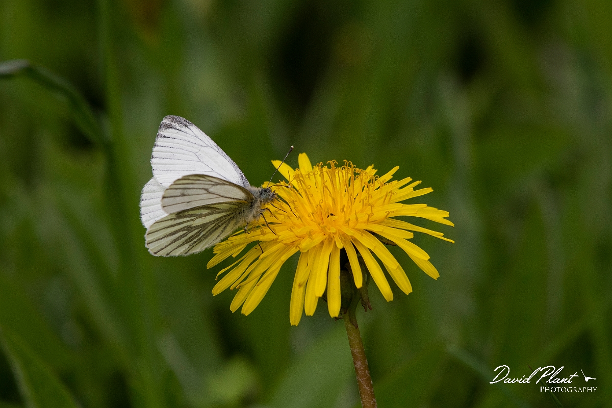 David Plant Photography - Wildlife Photography - Green-veined white - E.JPG - Green-veined white - Cambridgeshire