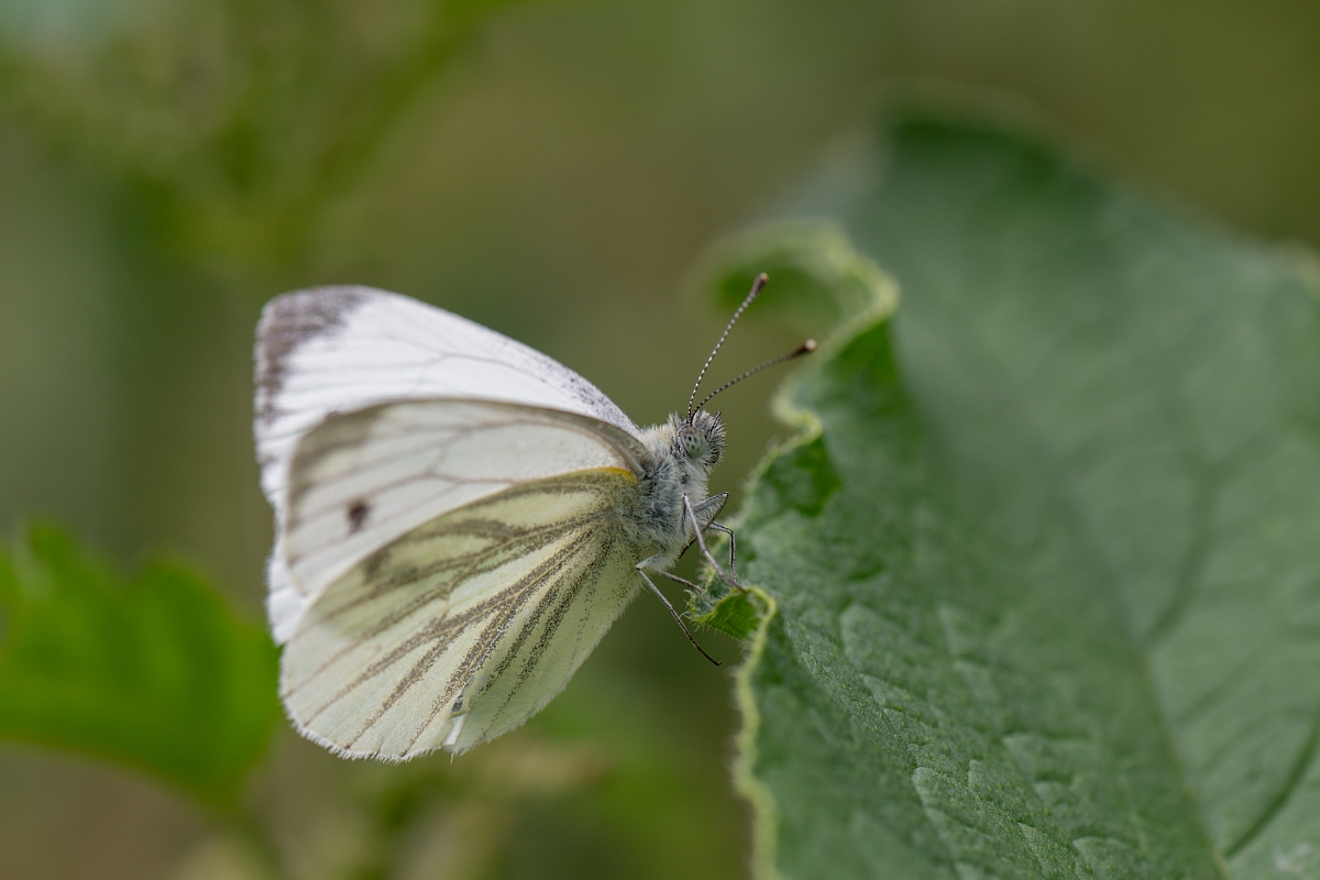 David Plant Photography - Wildlife Photography - Green-veined white - F.jpg - Green-veined white - Bedfordshire