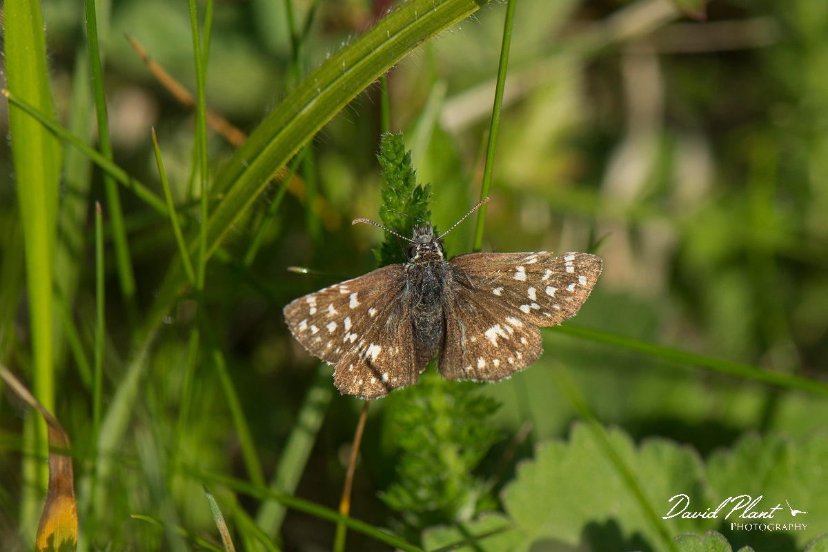 David Plant Photography - Wildlife Photography - Grizzled skipper - A.jpg - Grizzled skipper - West Sussex